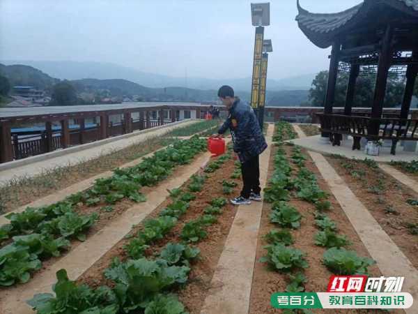 慈利县通津铺镇中学：清廉雨露浇灌(图1)